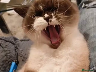 British Shorthair cats - Advert 20