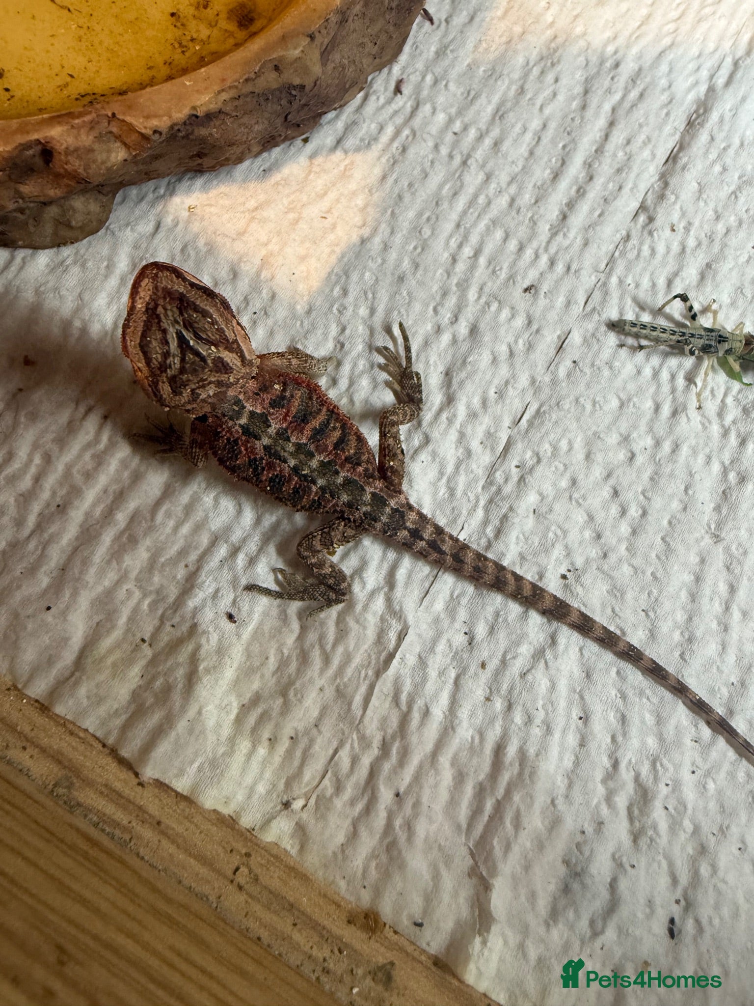Bearded Dragon reptiles 💥💥💥Baby Dragons - back by popular demand 💥💥💥 - Advert 2