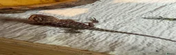 Bearded Dragon reptiles for sale: 💥💥💥Baby Dragons - back by popular demand 💥💥💥 - Advert 2
