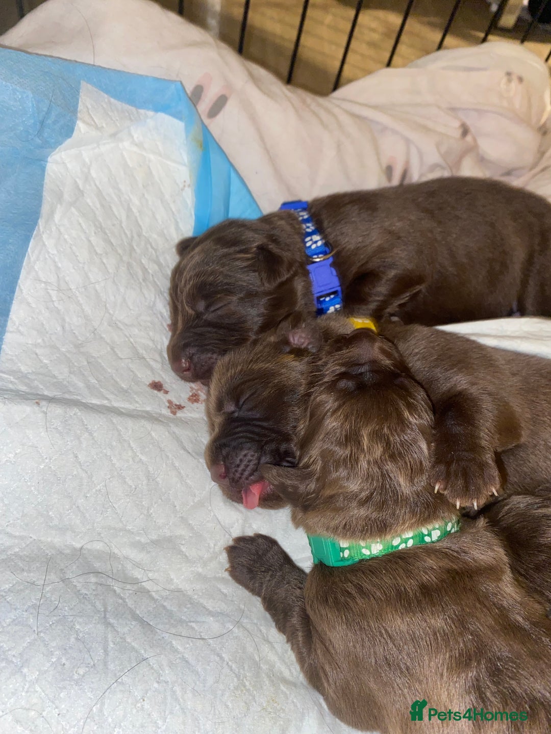 Mixed Breed dogs for sale: Beautiful Family-Raised Sheprador Puppies - Image 14