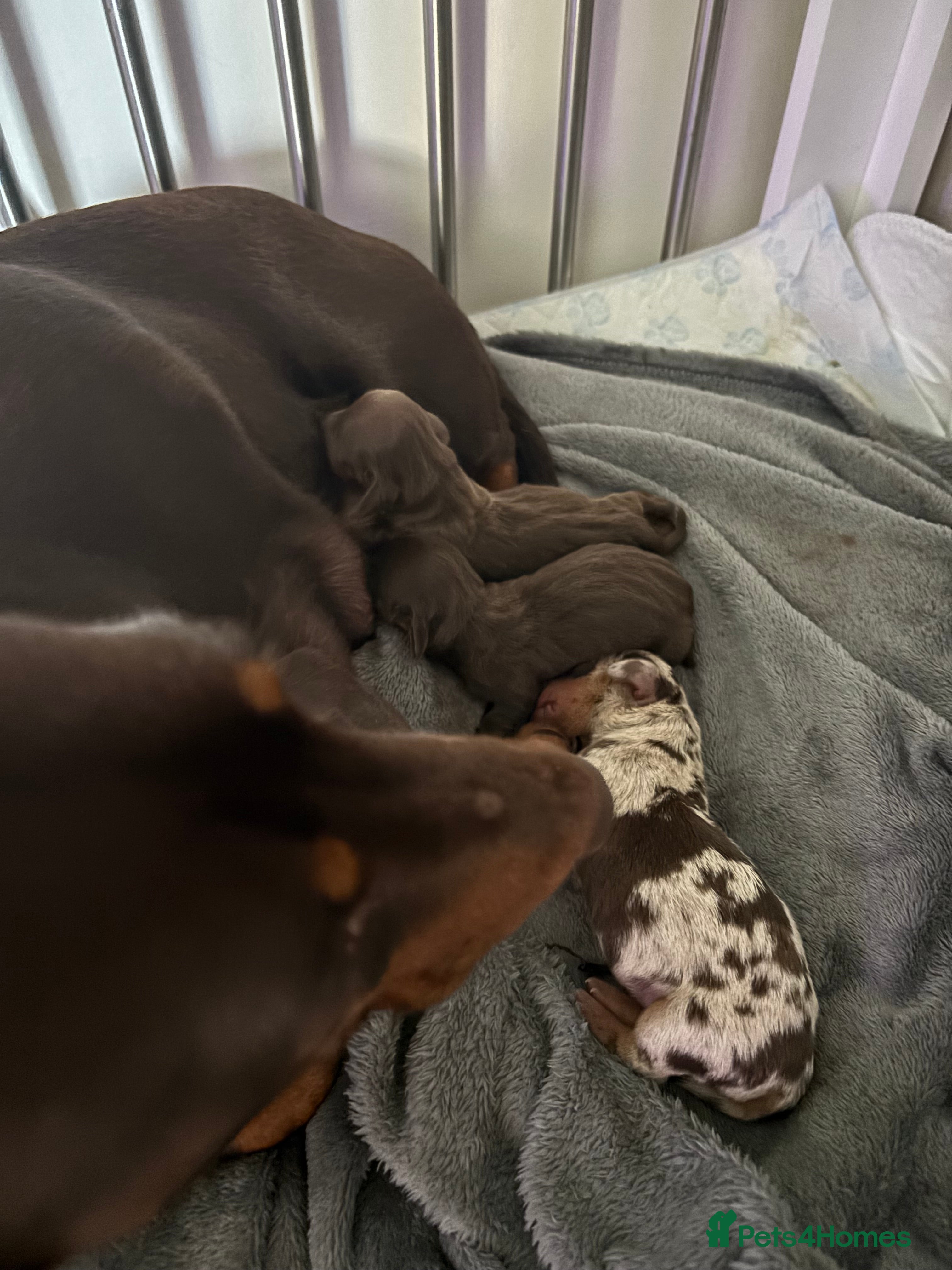 Miniature Dachshund dogs Stunning Mini Dachshund Puppies–Ready 30th April - Advert 2