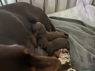 Miniature Dachshund dogs Stunning Mini Dachshund Puppies–Ready 30th April - Advert 2