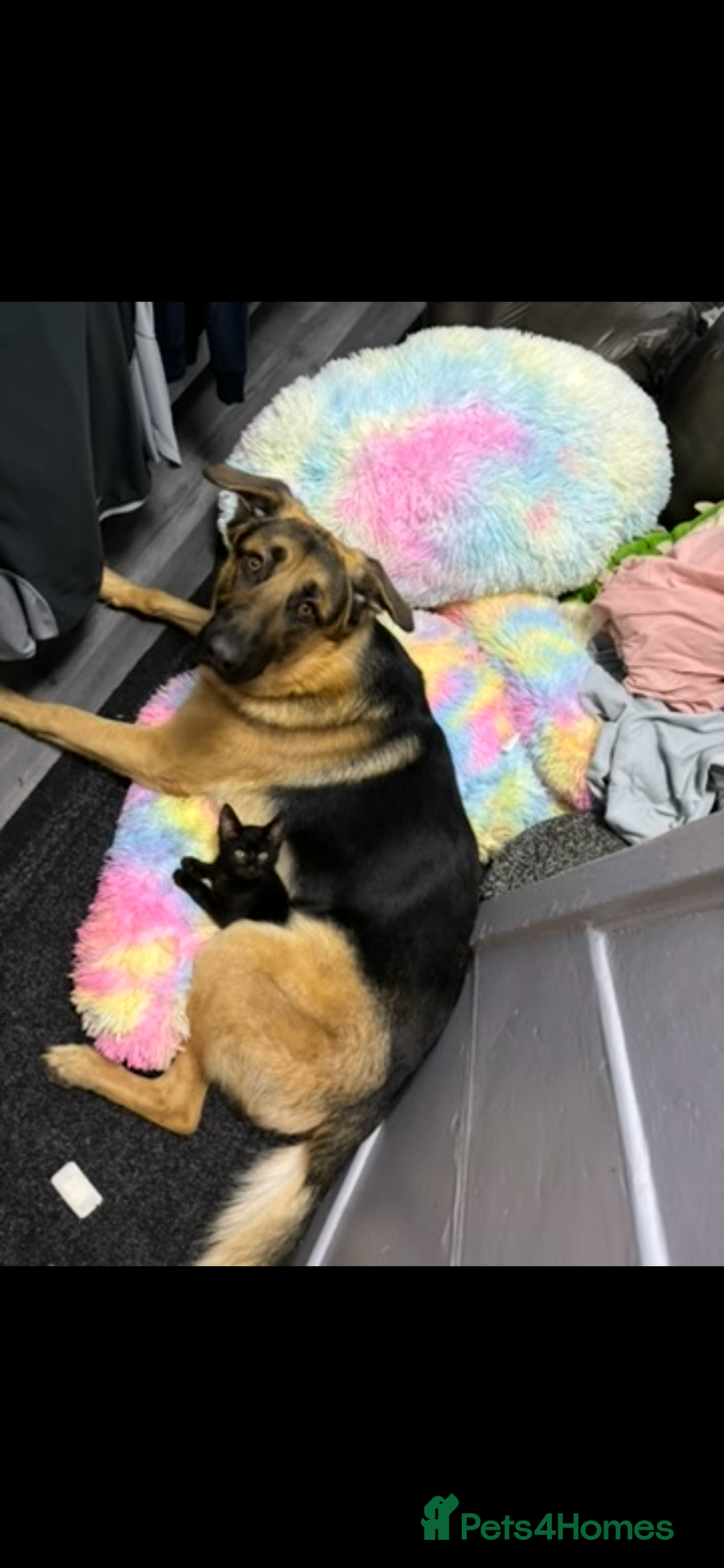 German Shepherd dogs for sale: 2 year old male German shepherd  - Advert 9