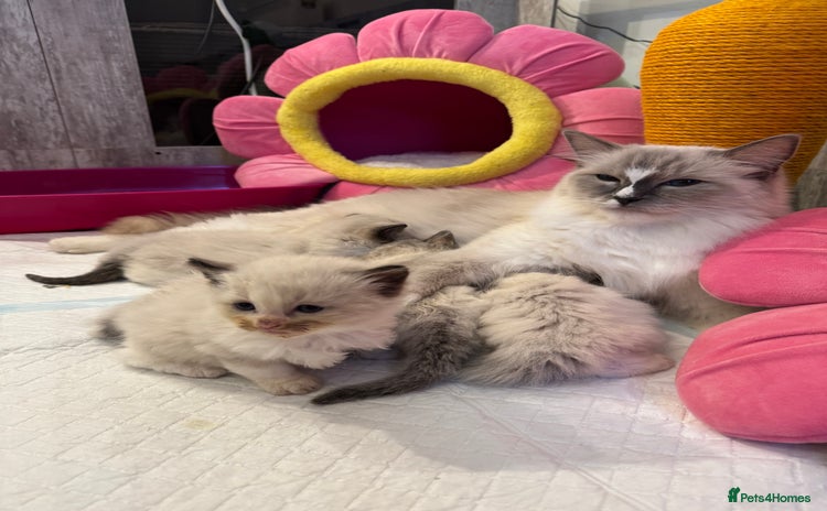 Ragdoll cats - Advert 7