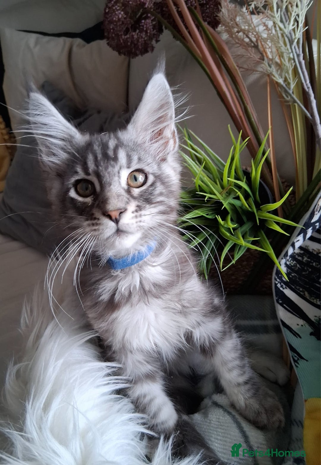 Maine Coon cats for sale: MAINE COON XL purebred registered active - Image 16
