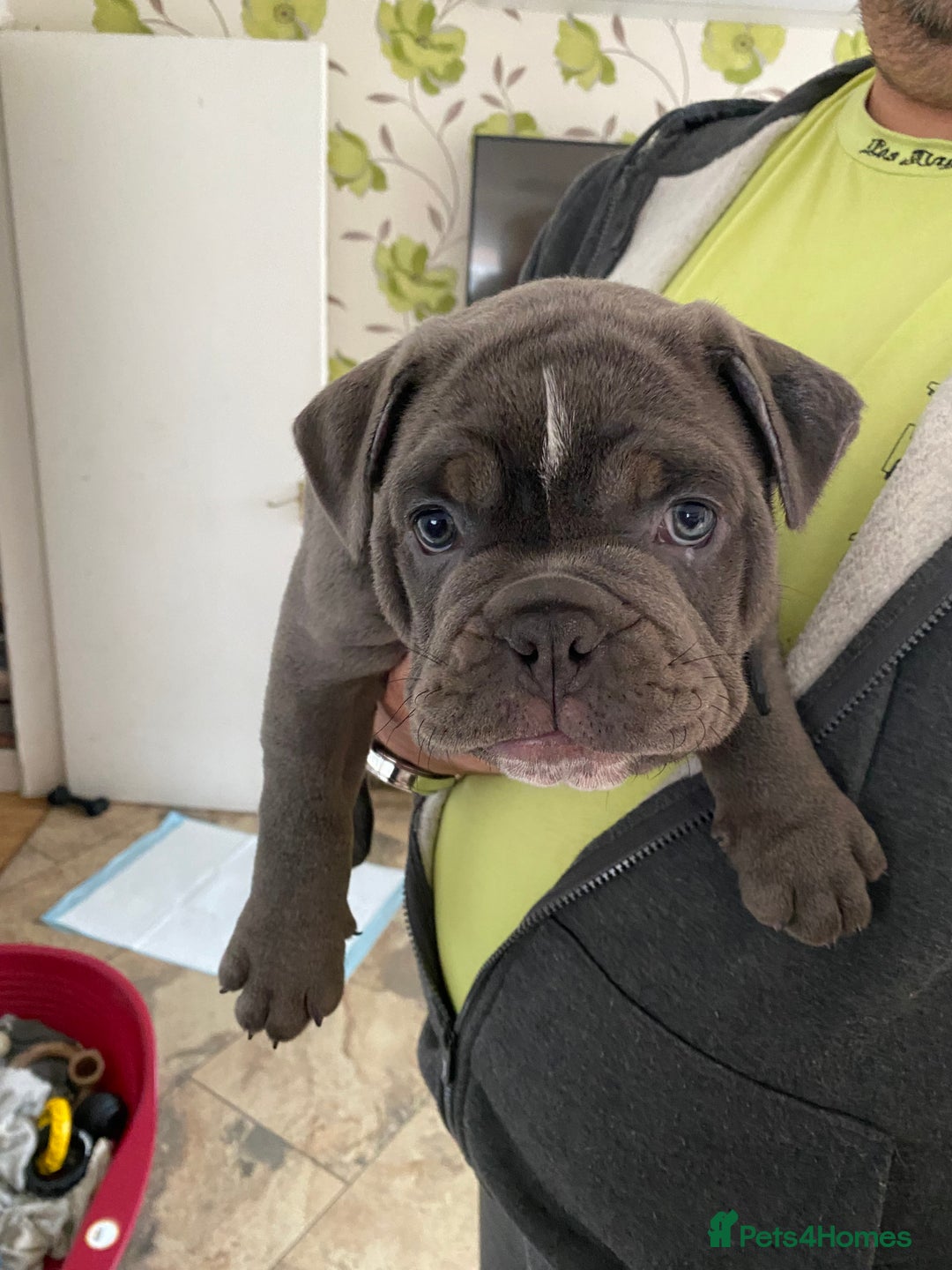 Olde English Bulldogge dogs for sale: 2 male gorgeous Ild English Bulldogs - Image 9