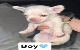 Chihuahua dogs for sale: 2 beautiful pups for sale - Image 3