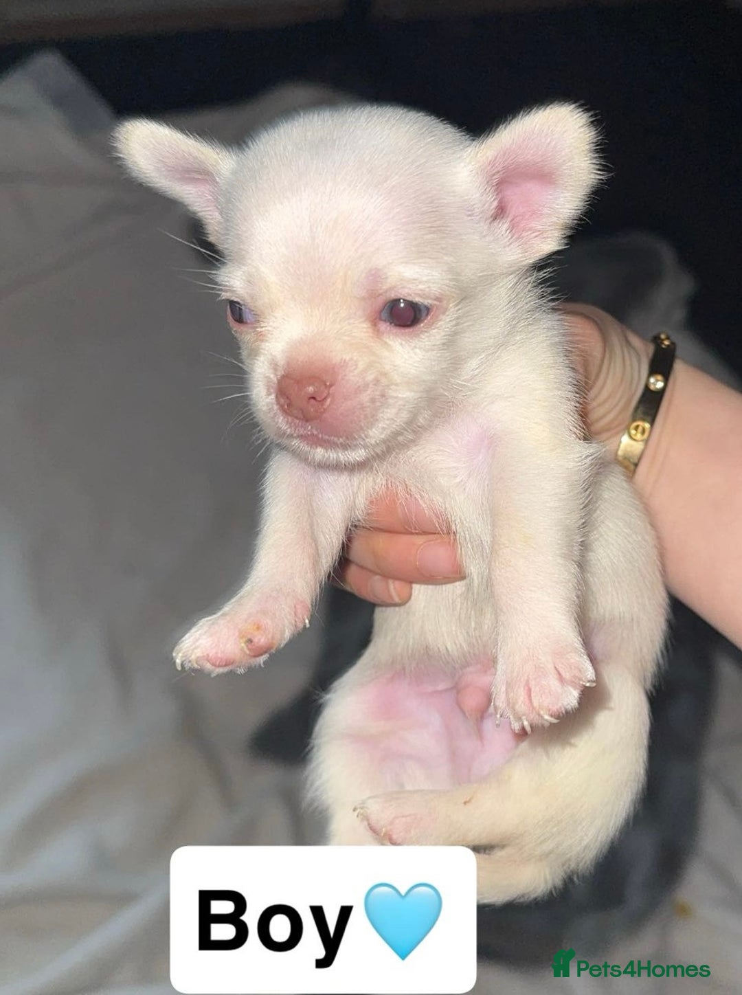 Chihuahua dogs for sale: 2 beautiful pups for sale - Image 3