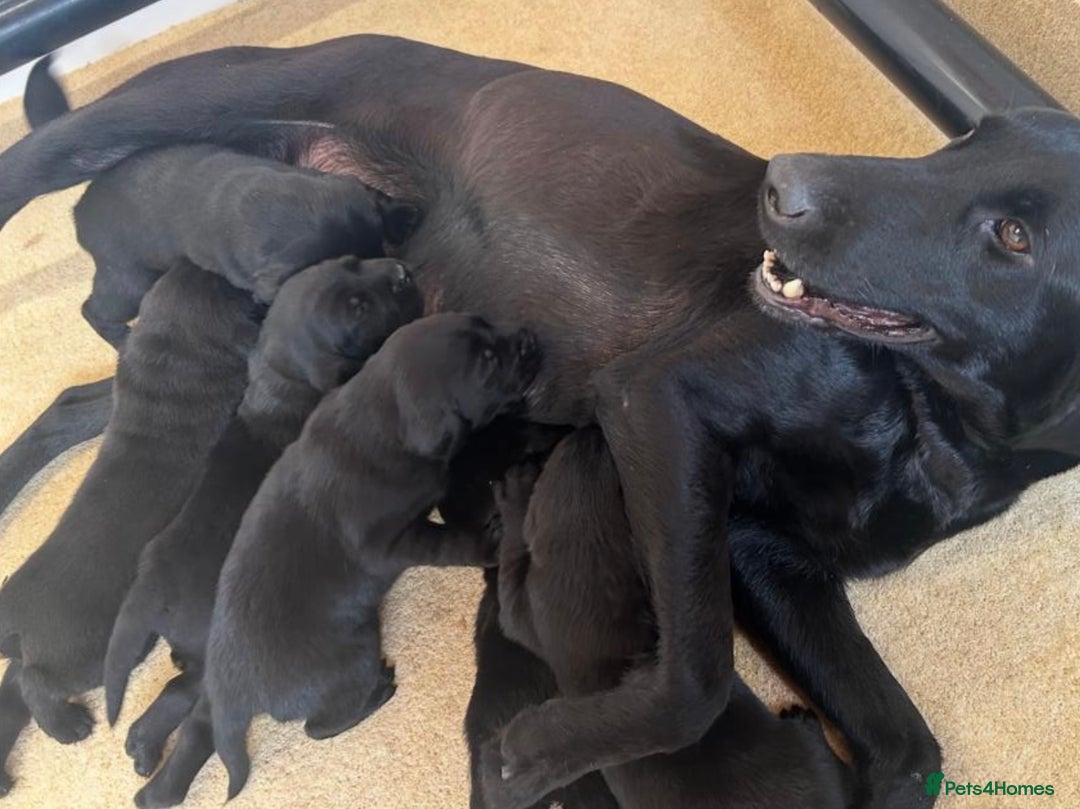 Labrador Retriever dogs for sale: KC Registered Labrador Babies 🐾🐾🐾 - Image 20