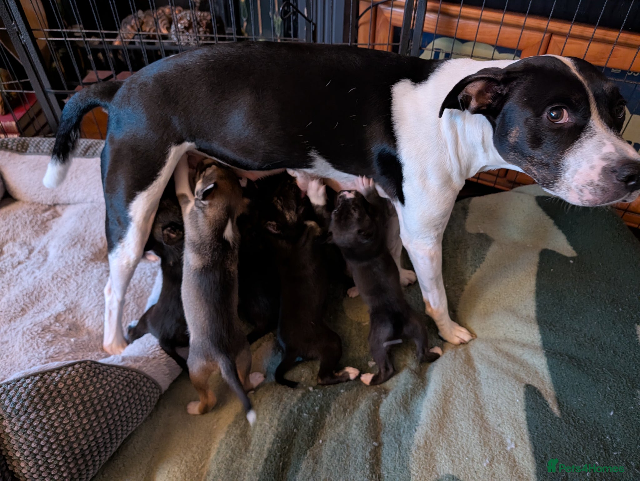 Mixed Breed dogs Puppies galore!! - Advert 1