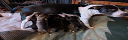 Mixed Breed dogs for sale: Puppies galore!! in Bristol - Advert 1