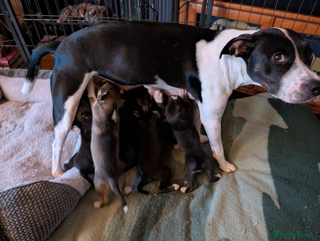 Mixed Breed dogs for sale: Puppies galore!! in Bristol - Advert 1