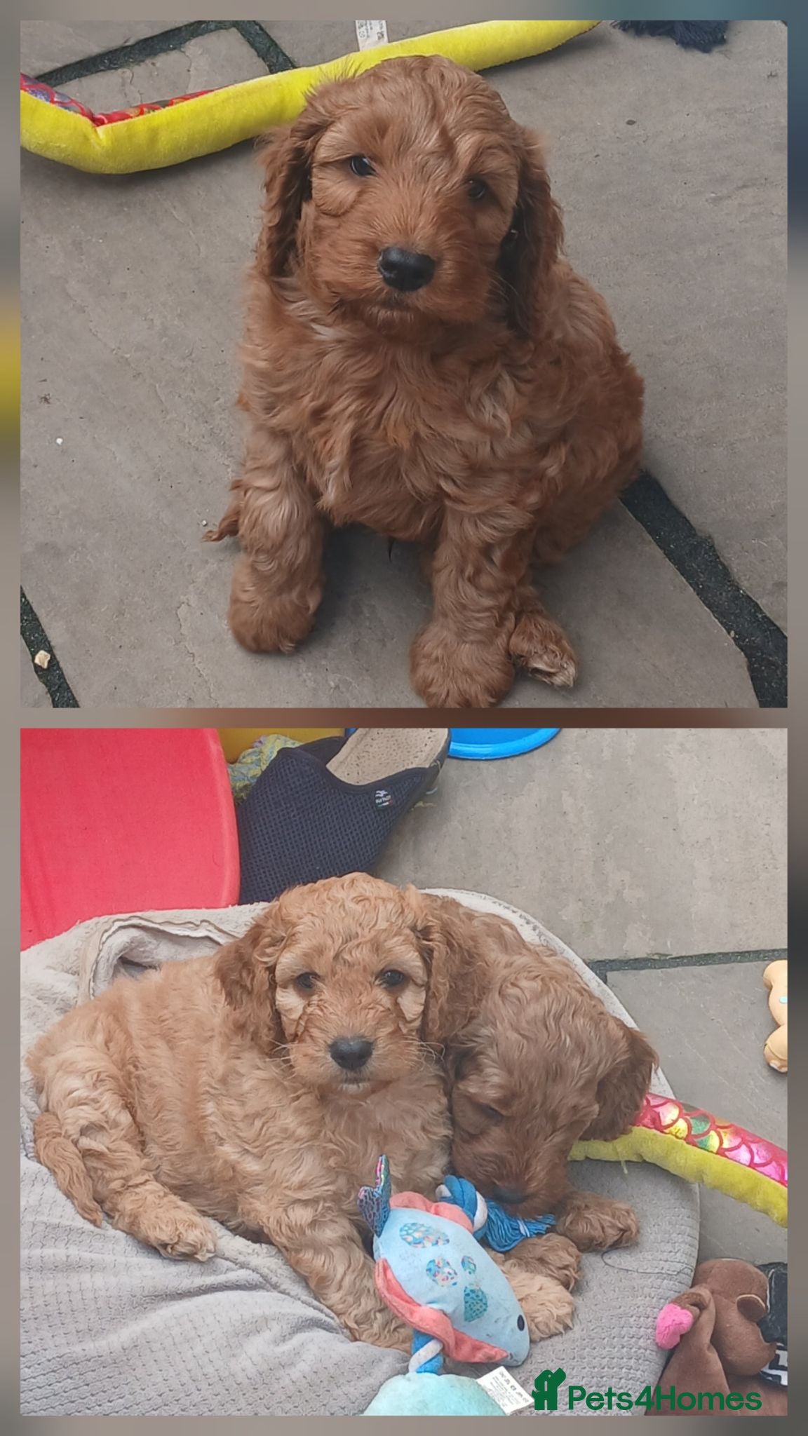 Cockapoo dogs F2 Cockapoos  - Advert 1