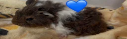 Guinea Pig rodents for sale: Beautiful Fluffy Piggies 2x Boys 2x Girls in Battle - Advert 7