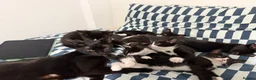 Mixed Breed cats for sale: 7 Adorable Kittens Looking for Loving Homes - Advert 10