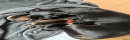 Miniature Dachshund dogs for sale: Beautiful Miniature Dachshund Puppies - Advert 7