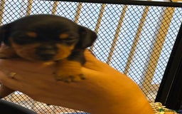Miniature Dachshund dogs for sale: Six beautiful miniature Dachshunds - Image 16