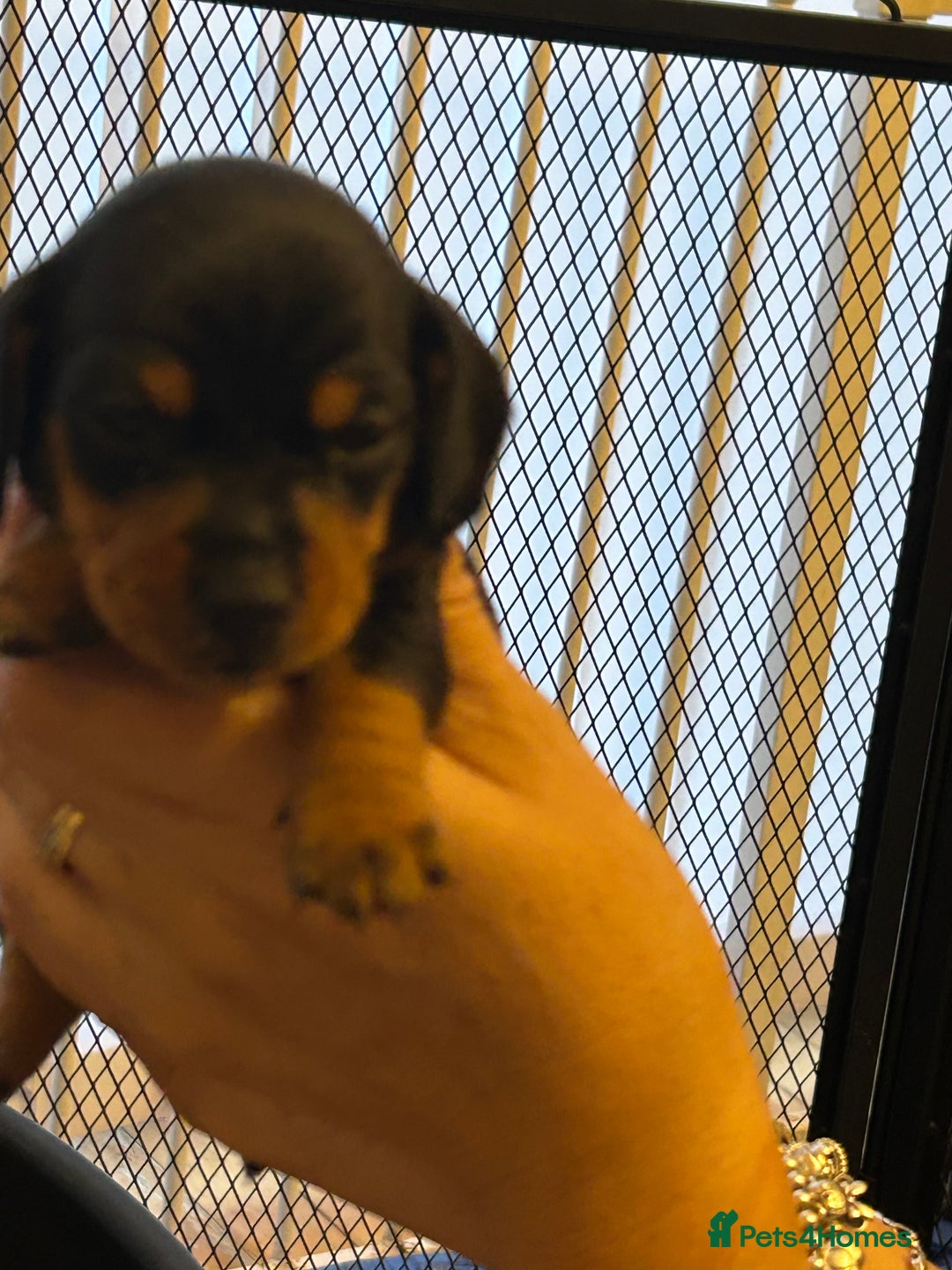 Miniature Dachshund dogs for sale: Six beautiful miniature Dachshunds - Image 16