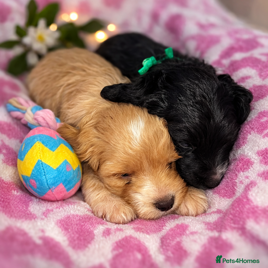 Cockapoo dogs Quality cockapoo pups - Advert 1