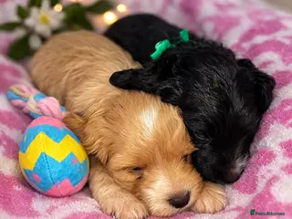 Cockapoo dogs Quality cockapoo pups - Advert 4