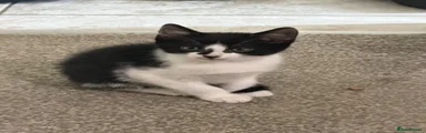 Domestic Shorthair 4