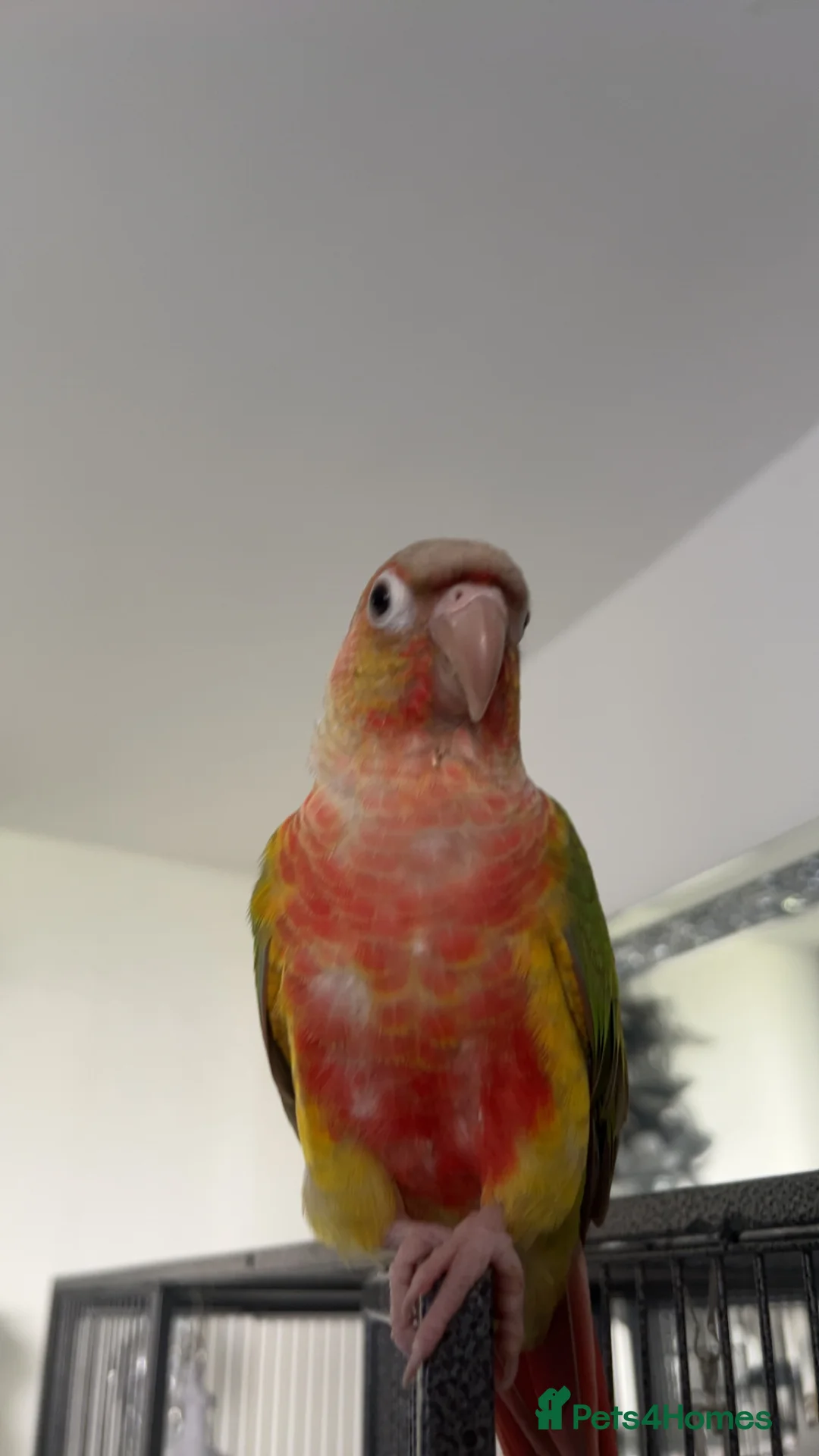Conures birds for sale: Hand reared conure  in Brecon - Advert 1