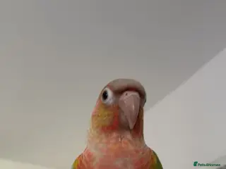 Conures birds Hand reared conure - Advert 2