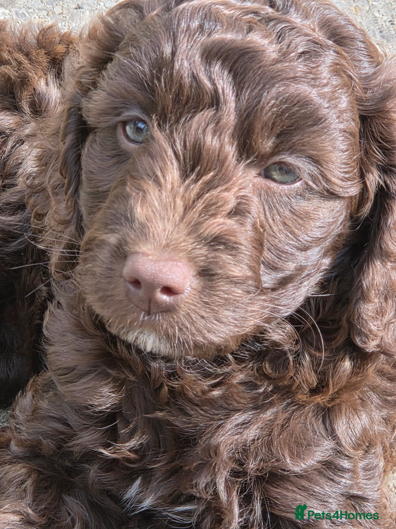 Cockapoo dogs Cockerpoo - Advert 6