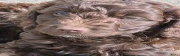 Cockapoo dogs for sale: Cockerpoo - Advert 3