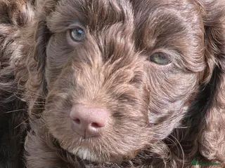 Cockapoo dogs Cockerpoo - Advert 6