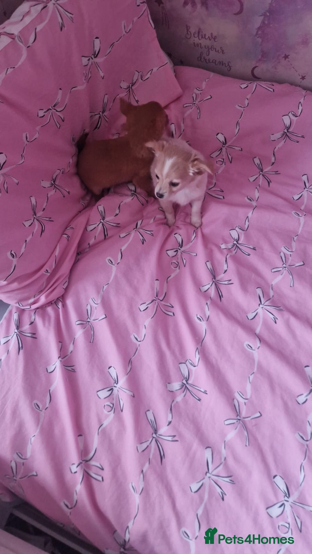 Chihuahua dogs for sale: Chihuahua puppies - Advert 3