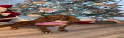 Cocker Spaniel dogs for sale: Bambi - Advert 5