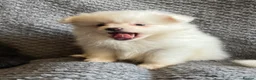 Mixed Breed dogs for sale: Lovely fluffy puppies ❤️ - Advert 6