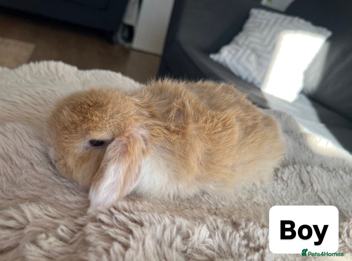 Mini Lop rabbits 🐰 Mini Lops looking for their forever home 🏡 - Advert 2