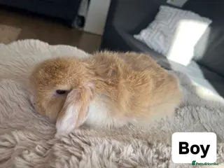 Mini Lop rabbits 🐰 Mini Lops looking for their forever home 🏡 - Advert 2