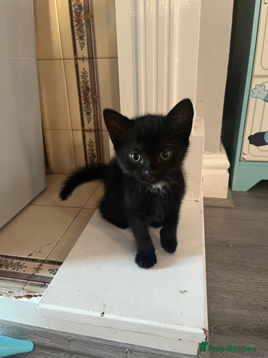 Mixed Breed cats for sale: Mixed breed British shorthair - Image 1