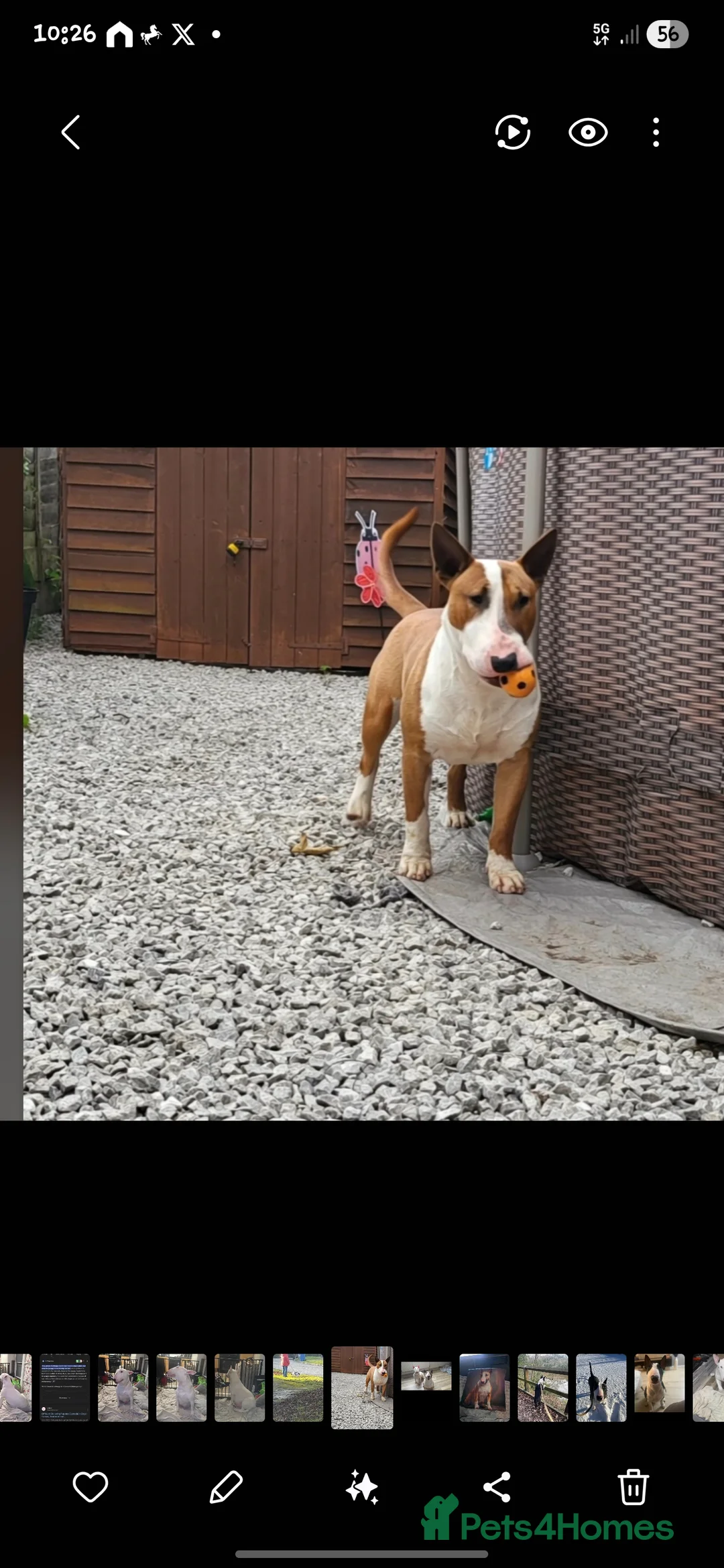 English Bull Terrier dogs for sale: 1x english bull terrier pup kc registered  - Advert 3