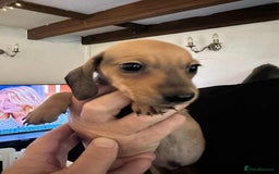 Miniature Dachshund dogs for sale: Miniature smooth haired dachshund puppies - Image 24