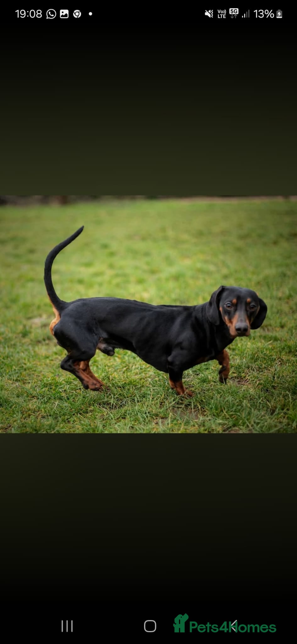 Miniature Dachshund dogs Miniature dachshund  - Advert 6