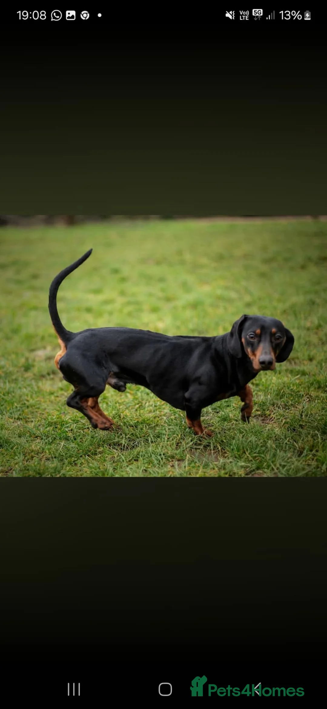 Miniature Dachshund dogs for stud: Miniature dachshund  - Advert 1