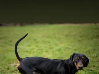 Miniature Dachshund dogs Miniature dachshund - Advert 6