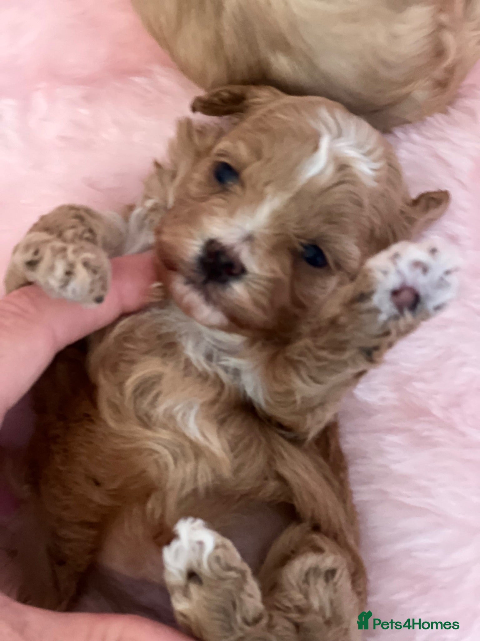 Maltipoo dogs Stunning litter of maltipoo Puppies - Advert 6
