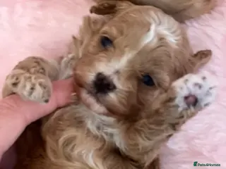 Maltipoo dogs Stunning litter of maltipoo Puppies - Advert 6