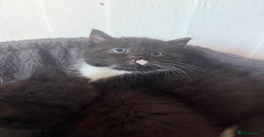 Mixed Breed cats - Advert 9
