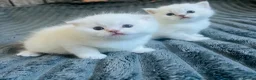 Scottish Fold cats for sale: Scottish fold and straight kittens - Advert 1