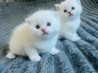 Scottish Fold cats Scottish fold and straight kittens - Advert 1