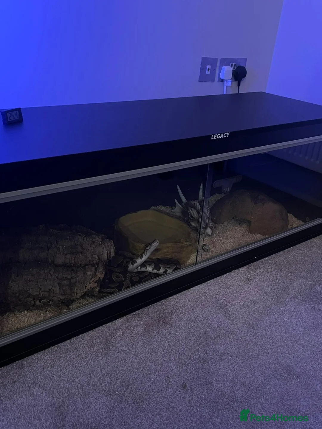 Python Snake reptiles for sale: Rock python in St Albans - Advert 1