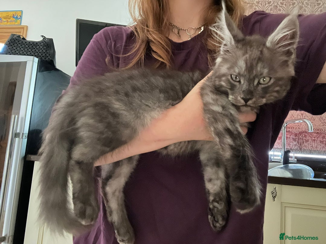 Maine Coon cats for sale: Maine Coon TICA reg kittens and Persian adult  - Image 1