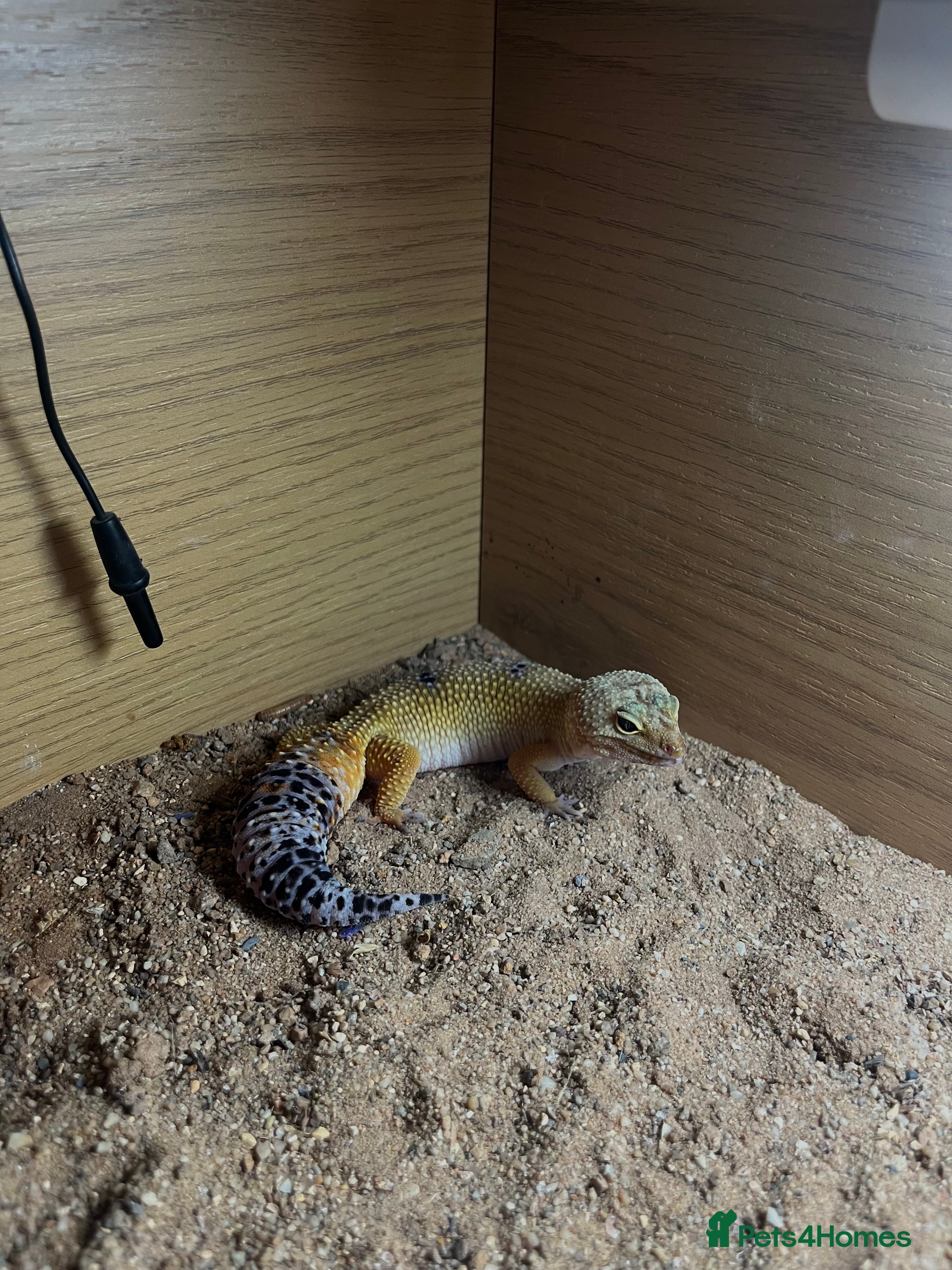 Leopard Gecko reptiles Female leopard gecko - Advert 1