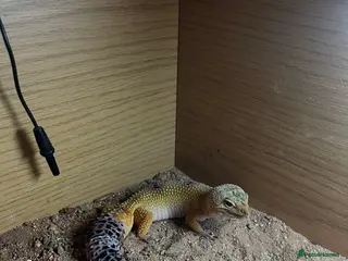 Leopard Gecko reptiles Female leopard gecko - Advert 1